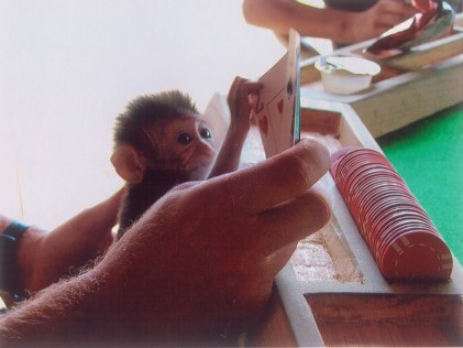 sheshunoffmonkeyplayingpoker